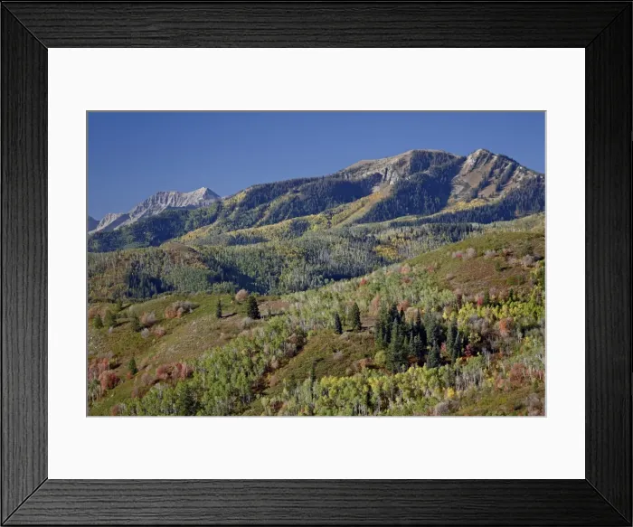 Framed Print : Red and orange maples and yellow aspens in the fall, Wasatch Mountain State Park, Utah, United States of America, North America Framed Print : Red and orange maples and yellow aspens in the fall, Wasatch Mountain State Park, Utah, United States of America, North America
