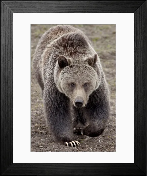 Framed Print : Grizzly bear (Ursus arctos horribilis), Yellowstone National Park, Wyoming, United States of America, North America Framed Print : Grizzly bear (Ursus arctos horribilis), Yellowstone National Park, Wyoming, United States of America, North America