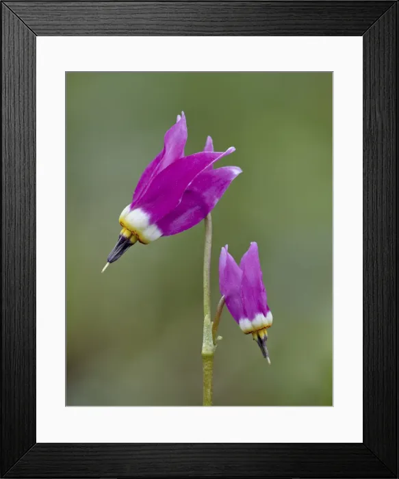 Framed Print : Alpine shooting star (Dodecatheon alpinum), Yellowstone National Park, Wyoming, United States of America, North America