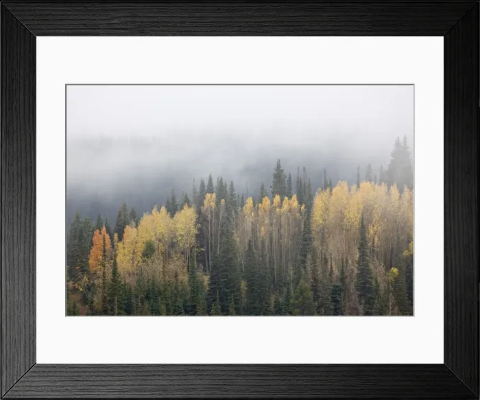 Framed Print : Yellow aspens and evergreens with low clouds, Wasatch-Cache National Forest, Utah, United States of America, North America Framed Print : Yellow aspens and evergreens with low clouds, Wasatch-Cache National Forest, Utah, United States of America, North America