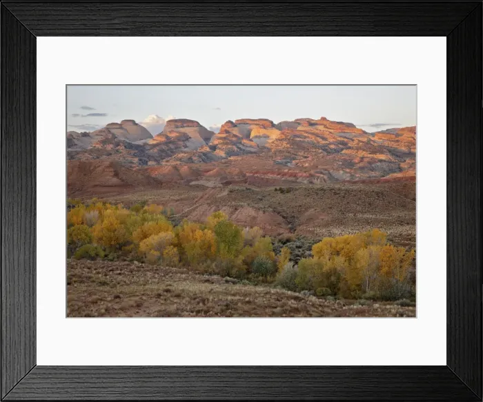 Framed Print : Yellow cottonwoods and sandstone formations in the fall, Capitol Reef National Park, Utah, United States of America, North America Framed Print : Yellow cottonwoods and sandstone formations in the fall, Capitol Reef National Park, Utah, United States of America, North America