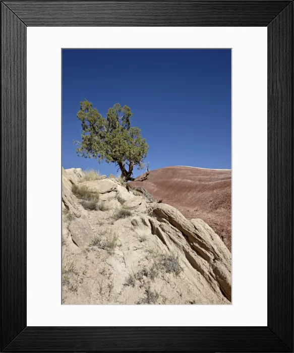 Framed Print : Juniper in the badlands, Capitol Reef National Park, Utah, United States of America, North America