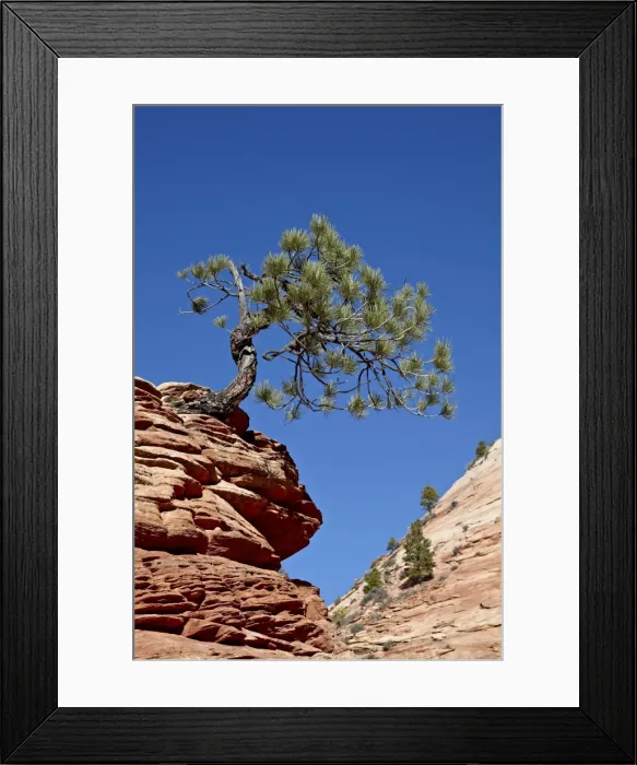 Framed Print : Small evergreen growing atop a small red rock formation, Zion National Park, Utah, United States of America, North America Framed Print : Small evergreen growing atop a small red rock formation, Zion National Park, Utah, United States of America, North America