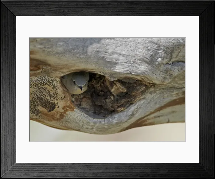 Framed Print : Female mountain bluebird (Sialia currucoides) about to exit the nest, Yellowstone National Park, Wyoming, United States of America, North America Framed Print : Female mountain bluebird (Sialia currucoides) about to exit the nest, Yellowstone National Park, Wyoming, United States of America, North America