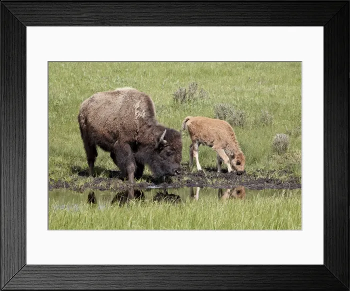 Framed Print : Bison (Bison bison) cow and calf drinking, Yellowstone National Park, Wyoming, United States of America, North America Framed Print : Bison (Bison bison) cow and calf drinking, Yellowstone National Park, Wyoming, United States of America, North America