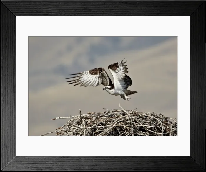 Framed Print : Osprey (Pandion haliaetus) taking off from its nest, Lemhi County, Idaho, United States of America, North America Framed Print : Osprey (Pandion haliaetus) taking off from its nest, Lemhi County, Idaho, United States of America, North America