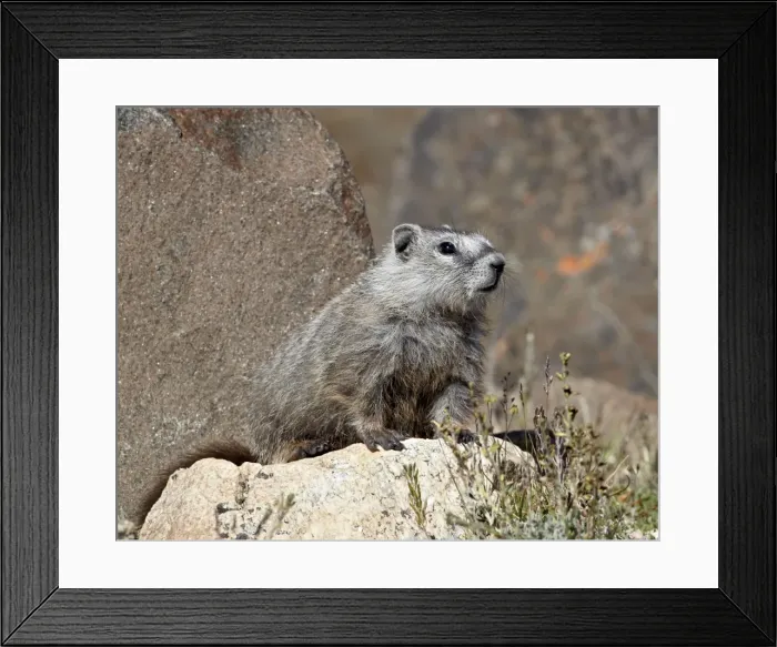 Framed Print : Young grayish yellow-bellied marmot (yellowbelly marmot) (Marmota flaviventris), Shoshone National Forest, Wyoming, United States of America, North America Framed Print : Young grayish yellow-bellied marmot (yellowbelly marmot) (Marmota flaviventris), Shoshone National Forest, Wyoming, United States of America, North America