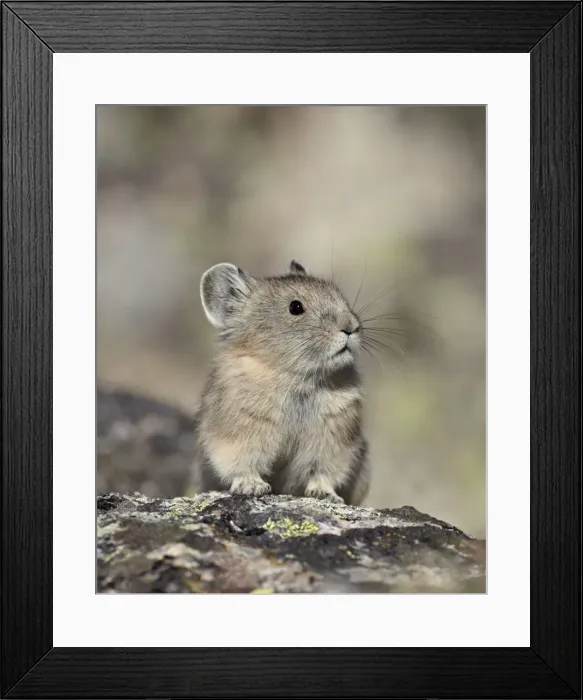 Framed Print : American pika (Ochotona princeps), Shoshone National Forest, Wyoming, United States of America, North America