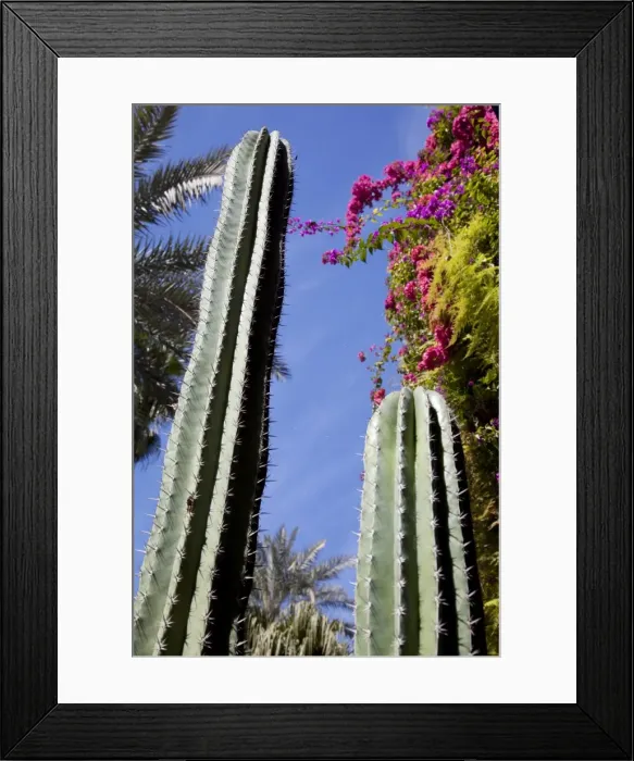 Framed Print : Majorelle Gardens, Marrakesh, Morocco, North Africa, Africa Framed Print : Majorelle Gardens, Marrakesh, Morocco, North Africa, Africa