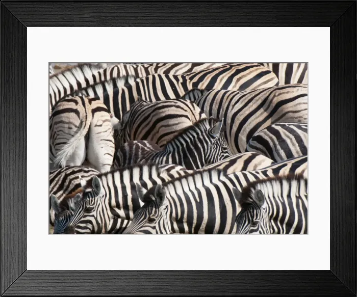 Framed Print : Burchells zebra (Equus burchellii), Etosha National Park, Namibia. Africa