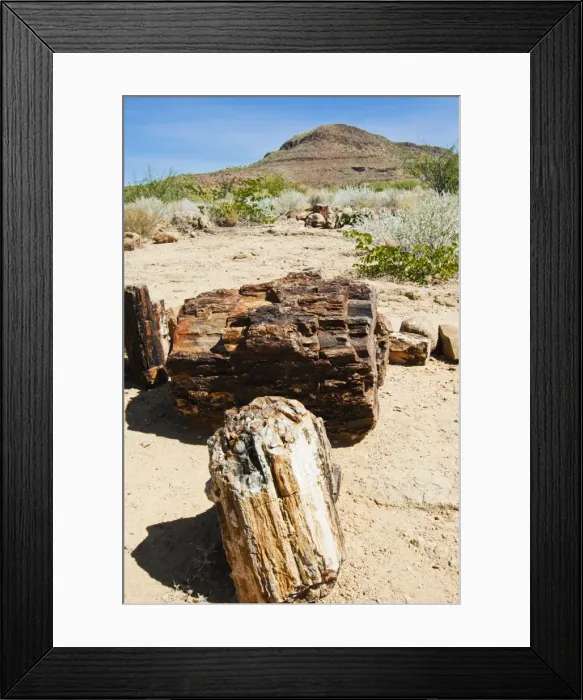 Framed Print : Close-up of fossilised tree trunks, Petrified Forest, Damaraland, Kunene Region, Namibia, Africa Framed Print : Close-up of fossilised tree trunks, Petrified Forest, Damaraland, Kunene Region, Namibia, Africa