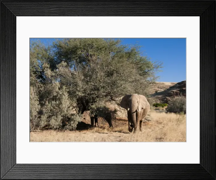 Framed Print : Desert elephant (Loxodonta africana), Skeleton Coast National Park, Namibia, Africa Framed Print : Desert elephant (Loxodonta africana), Skeleton Coast National Park, Namibia, Africa