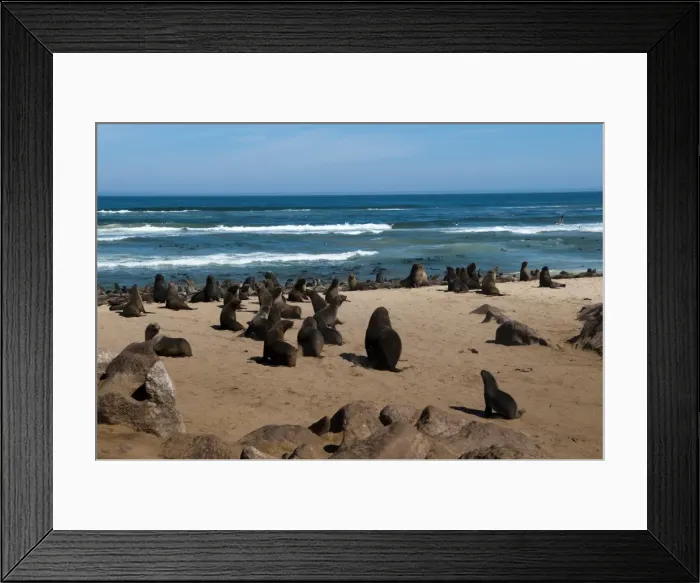 Framed Print : Cape fur seal (Arctocephalus pusilus), Skeleton Coast National Park, Namibia, Africa Framed Print : Cape fur seal (Arctocephalus pusilus), Skeleton Coast National Park, Namibia, Africa