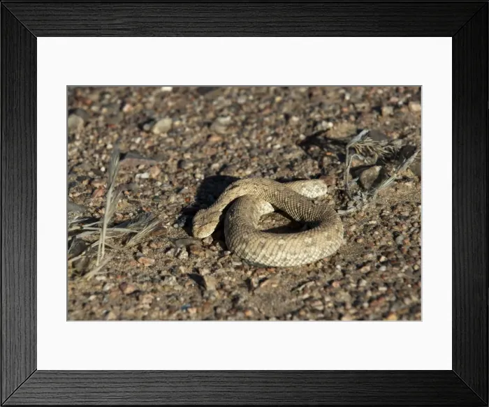 Framed Print : Sidewinder snake (Peringueys adder) (Bitis peringueyi), Skeleton Coast National Park, Namibia, Africa