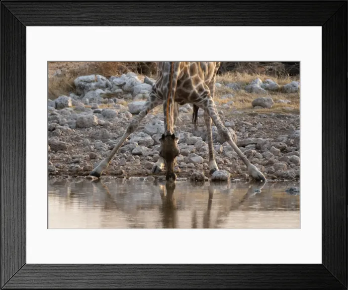Framed Print : Giraffe (Giraffa camelopardalis) drinking, Etosha National Park, Namibia, Africa Framed Print : Giraffe (Giraffa camelopardalis) drinking, Etosha National Park, Namibia, Africa
