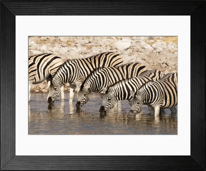 Framed Print : Burchells zebra (Equus burchellii), Etosha National Park, Namibia, Africa Framed Print : Burchells zebra (Equus burchellii), Etosha National Park, Namibia, Africa