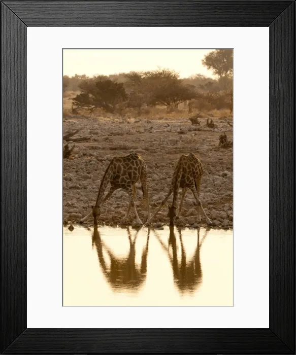 Framed Print : Giraffe (Giraffa camelopardalis) drinking, Etosha National Park, Namibia, Africa Framed Print : Giraffe (Giraffa camelopardalis) drinking, Etosha National Park, Namibia, Africa