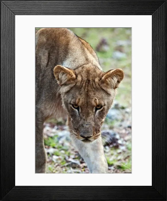 Framed Print : Young lion (Panthera leo), Namibia, Africa Framed Print : Young lion (Panthera leo), Namibia, Africa
