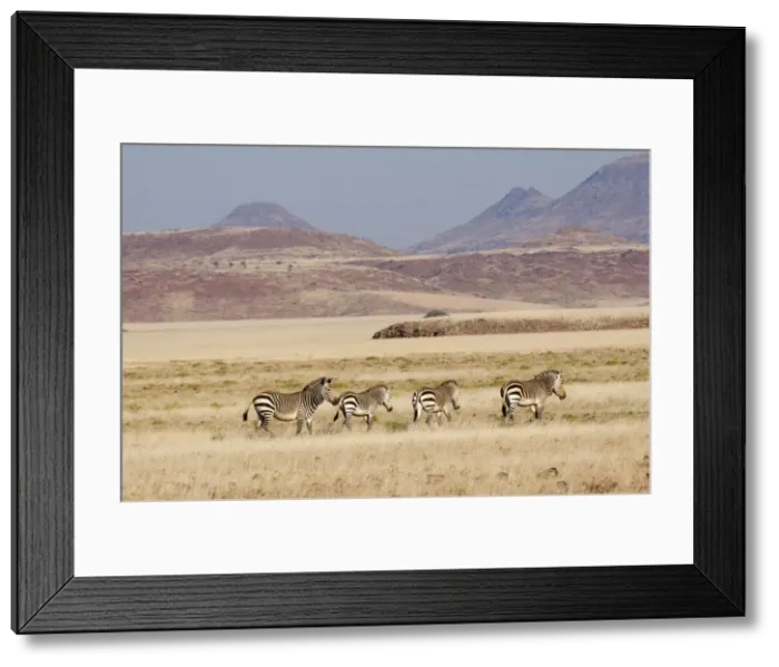 Framed Print : Hartmanns mountain zebra (Equus zebra hartmannae), Palmwag Concession, Damaraland, Namibia, Africa