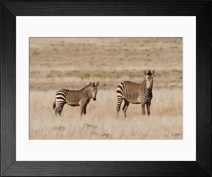 Framed Print : Hartmanns mountain zebra (Equus zebra hartmannae), Palmwag Concession, Damaraland, Namibia, Africa Framed Print : Hartmanns mountain zebra (Equus zebra hartmannae), Palmwag Concession, Damaraland, Namibia, Africa
