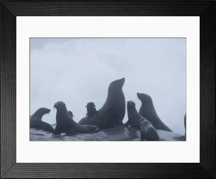 Framed Print : Cape fur seal (Arctocephalus pusilus) in the fog, Skeleton Coast National Park, Namibia, Africa Framed Print : Cape fur seal (Arctocephalus pusilus) in the fog, Skeleton Coast National Park, Namibia, Africa