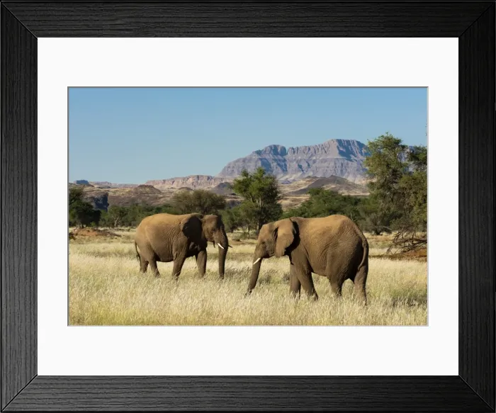 Framed Print : Desert elephants (Loxodonta africana), Huab River Valley, Torra Conservancy, Damaraland, Namibia, Africa Framed Print : Desert elephants (Loxodonta africana), Huab River Valley, Torra Conservancy, Damaraland, Namibia, Africa