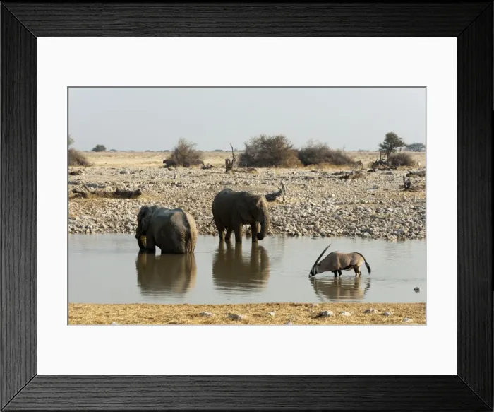 Framed Print : African elephant (Loxodonta africana), Etosha National Park, Namibia, Africa Framed Print : African elephant (Loxodonta africana), Etosha National Park, Namibia, Africa