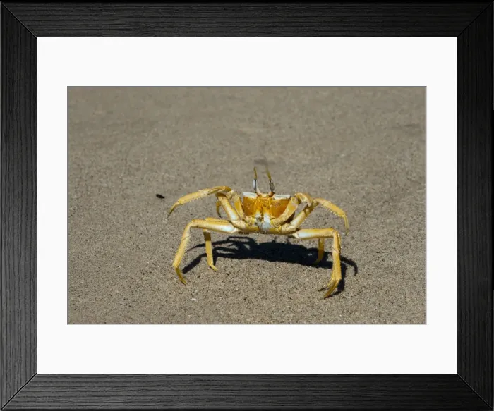 Framed Print : Ghost crab (Ocypode cursor), Skeleton Coast National Park, Namibia, Africa Framed Print : Ghost crab (Ocypode cursor), Skeleton Coast National Park, Namibia, Africa
