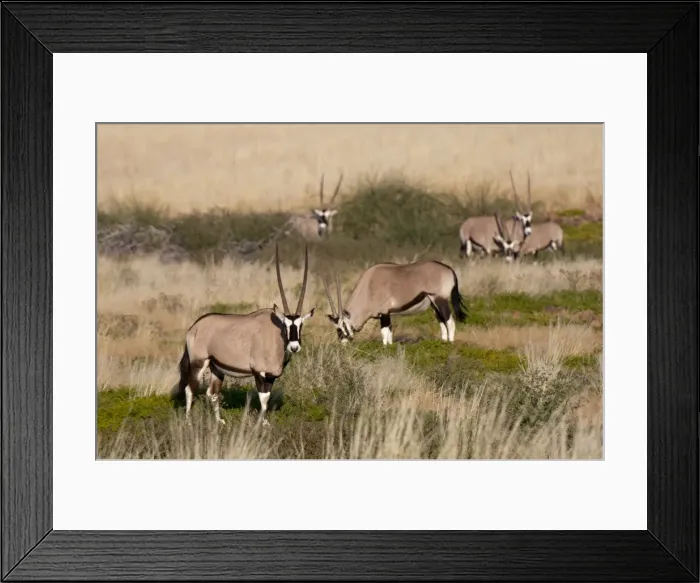 Framed Print : Gemsbok (Oryx gazella), Palmwag Concession, Damaraland, Namibia, Africa Framed Print : Gemsbok (Oryx gazella), Palmwag Concession, Damaraland, Namibia, Africa
