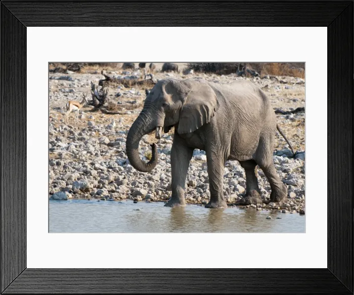 Framed Print : African elephant (Loxodonta africana), Etosha National Park, Namibia, Africa Framed Print : African elephant (Loxodonta africana), Etosha National Park, Namibia, Africa