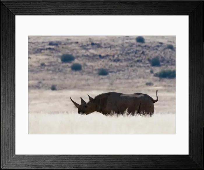 Framed Print : Desert adapted black rhinoceros (Diceros bicornis), Palmwag Concession, Damaraland, Namibia, Africa Framed Print : Desert adapted black rhinoceros (Diceros bicornis), Palmwag Concession, Damaraland, Namibia, Africa