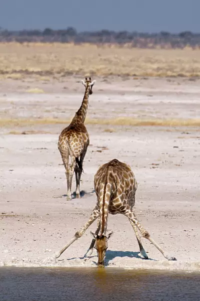 Giraffe (Giraffa camelopardalis), Etosha National Park, Namibia, Africa