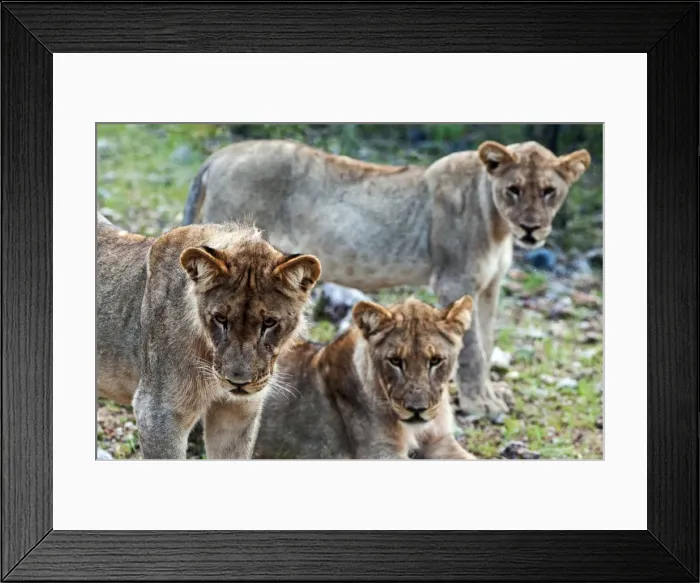 Framed Print : Young lions (Panthera leo), Namibia, Africa Framed Print : Young lions (Panthera leo), Namibia, Africa