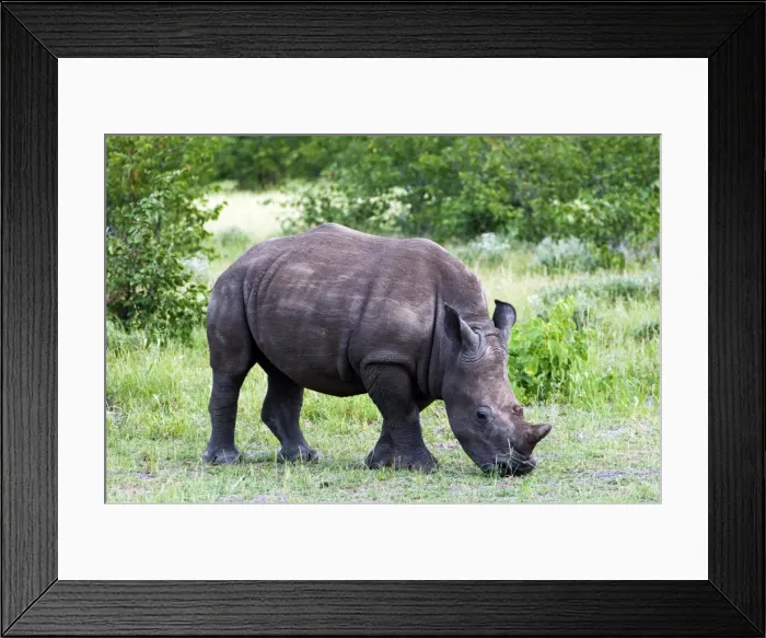 Framed Print : White rhinoceros (Ceratotherium simum), Namibia, Africa