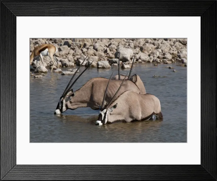 Framed Print : Gemsbok oryx (Oryx gazella gazella), Etosha National Park, Namibia, Africa Framed Print : Gemsbok oryx (Oryx gazella gazella), Etosha National Park, Namibia, Africa
