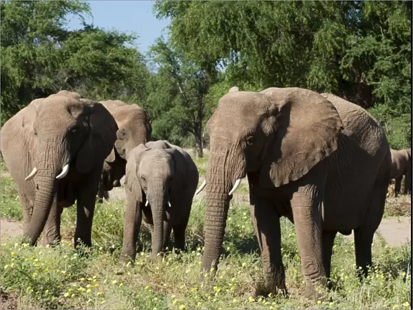 Desert elephants (Loxodonta africana), Huab River Valley, Torra Conservancy, Damaraland, Namibia, Africa