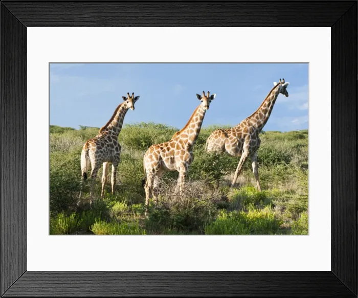 Framed Print : Giraffe (Giraffa camelopardalis), Namibia, Africa Framed Print : Giraffe (Giraffa camelopardalis), Namibia, Africa