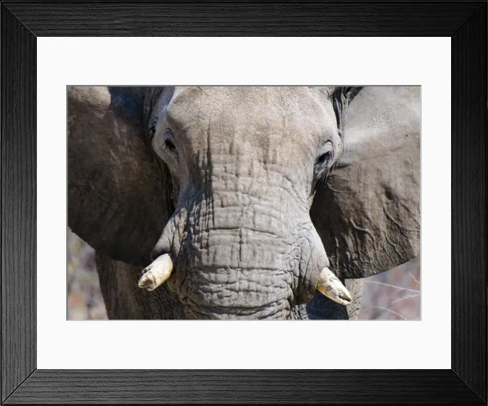 Framed Print : African elephant (Loxodonta africana), Etosha National Park, Namibia, Africa Framed Print : African elephant (Loxodonta africana), Etosha National Park, Namibia, Africa