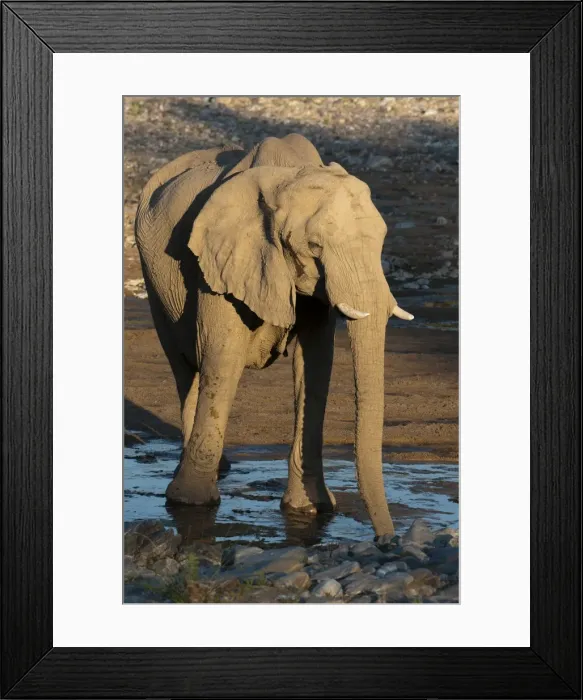 Framed Print : Desert elephant (Loxodonta africana), Skeleton Coast National Park, Namibia, Africa Framed Print : Desert elephant (Loxodonta africana), Skeleton Coast National Park, Namibia, Africa