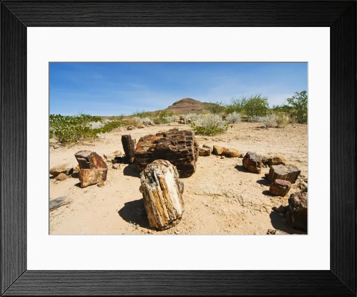 Framed Print : Petrified Forest, fossilised tree trunks, Damaraland, Kunene Region, Namibia, Africa Framed Print : Petrified Forest, fossilised tree trunks, Damaraland, Kunene Region, Namibia, Africa