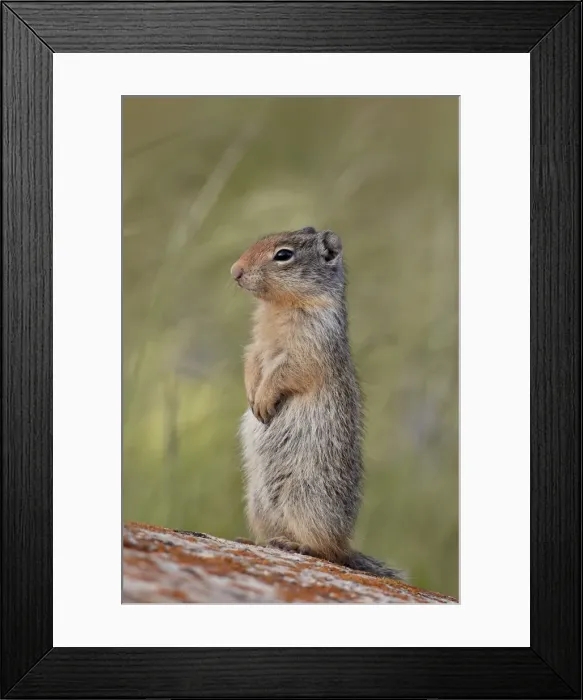 Framed Print : Young Columbian ground squirrel (Citellus columbianus), Waterton Lakes National Park, Alberta, Canada, North America Framed Print : Young Columbian ground squirrel (Citellus columbianus), Waterton Lakes National Park, Alberta, Canada, North America