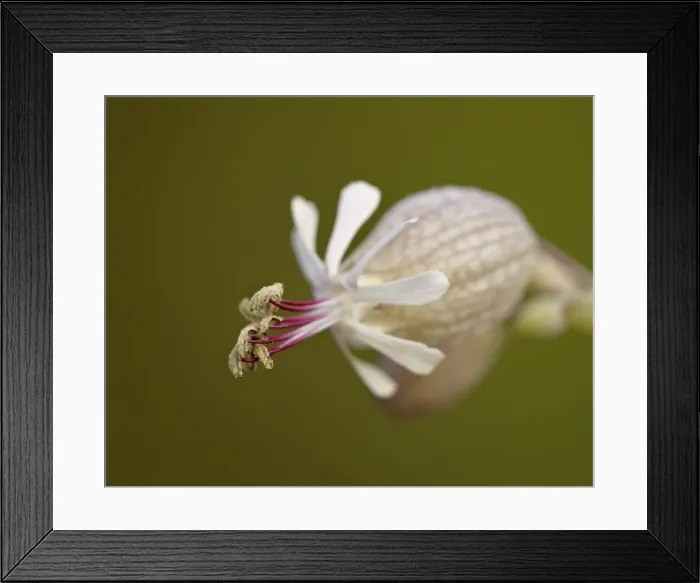 Framed Print : Bladder campion (Silene vulgaris), Waterton Lakes National Park, Alberta, Canada, North America Framed Print : Bladder campion (Silene vulgaris), Waterton Lakes National Park, Alberta, Canada, North America
