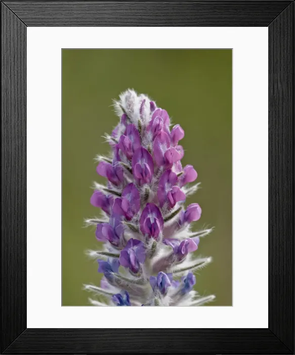 Framed Print : Showy locoweed (whorled locoweed) (Oxytropis splendens), Waterton Lakes National Park, Alberta, Canada, North America Framed Print : Showy locoweed (whorled locoweed) (Oxytropis splendens), Waterton Lakes National Park, Alberta, Canada, North America