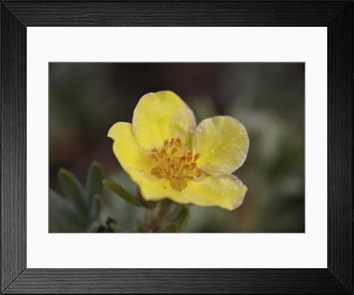 Framed Print : Shrubby cinquefoil (Potentilla fruticosa), Waterton Lakes National Park, Alberta, Canada, North America Framed Print : Shrubby cinquefoil (Potentilla fruticosa), Waterton Lakes National Park, Alberta, Canada, North America