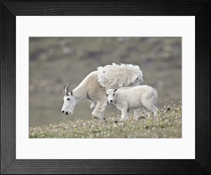 Framed Print : Mountain goat (Oreamnos americanus) nanny and kid in the spring, Shoshone National Forest, Wyoming, United States of America, North America Framed Print : Mountain goat (Oreamnos americanus) nanny and kid in the spring, Shoshone National Forest, Wyoming, United States of America, North America