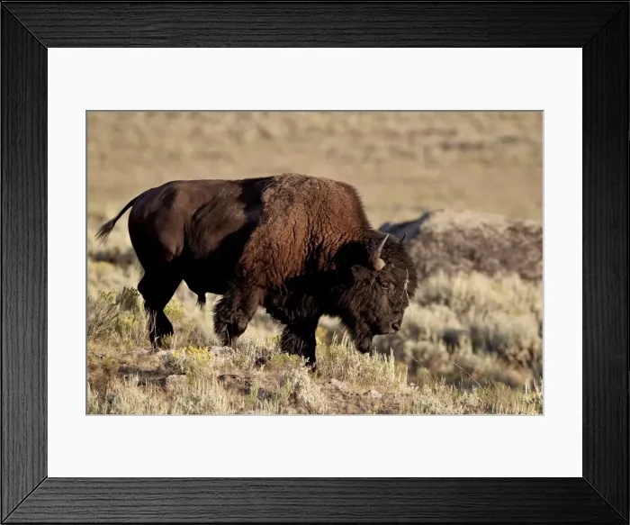 Framed Print : Bison (Bison bison) bull, Yellowstone National Park, Wyoming, United States of America, North America Framed Print : Bison (Bison bison) bull, Yellowstone National Park, Wyoming, United States of America, North America