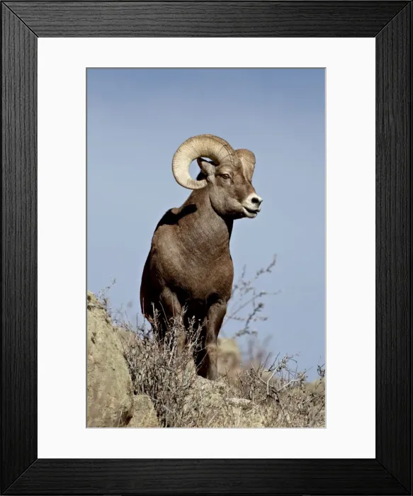 Framed Print : Bighorn sheep (Ovis canadensis) ram during the rut, Arapaho National Forest, Colorado, United States of America, North America Framed Print : Bighorn sheep (Ovis canadensis) ram during the rut, Arapaho National Forest, Colorado, United States of America, North America