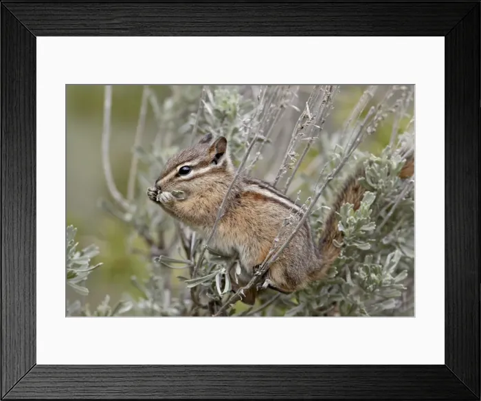 Framed Print : Yellow pine chipmunk (Eutamias amoenus) eating sagebrush leaves, Yellowstone National Park, Wyoming, United States of America, North America Framed Print : Yellow pine chipmunk (Eutamias amoenus) eating sagebrush leaves, Yellowstone National Park, Wyoming, United States of America, North America