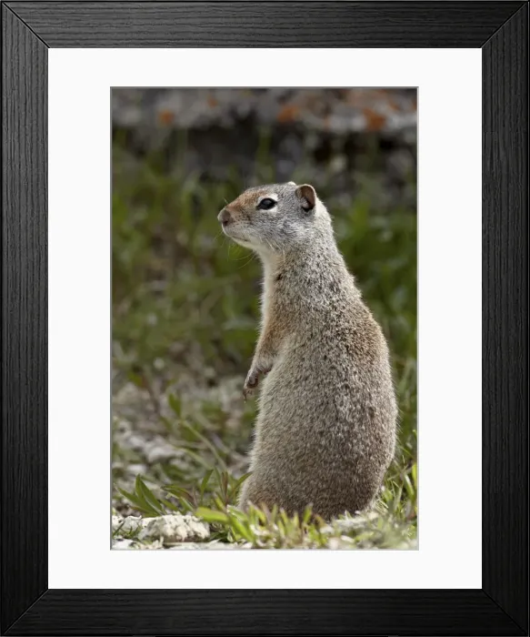 Framed Print : Uinta ground squirrel (Urocitellus armatus), Yellowstone National Park, Wyoming, United States of America, North America Framed Print : Uinta ground squirrel (Urocitellus armatus), Yellowstone National Park, Wyoming, United States of America, North America