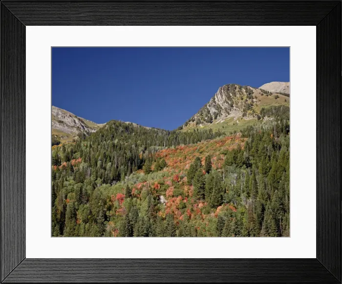 Framed Print : Orange maples among evergreens, Uinta National Forest, Utah, United States of America, North America Framed Print : Orange maples among evergreens, Uinta National Forest, Utah, United States of America, North America